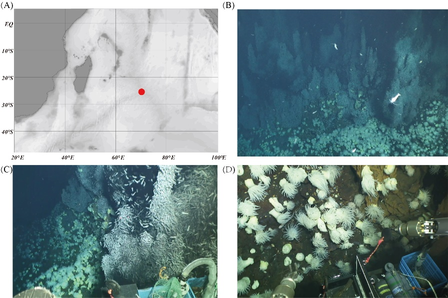 New perspectives on deep-sea anemones' adaptation to extreme hydrothermal environments