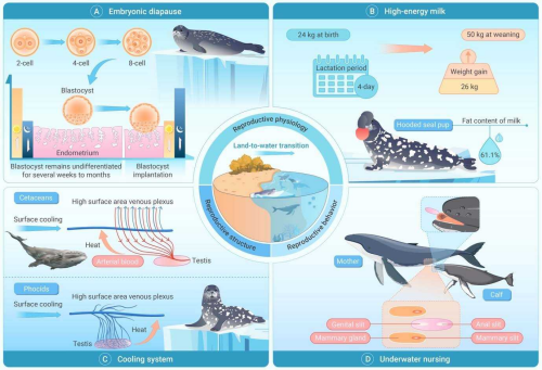 From land to sea: Unique evolution in marine mammal reproductive strategies