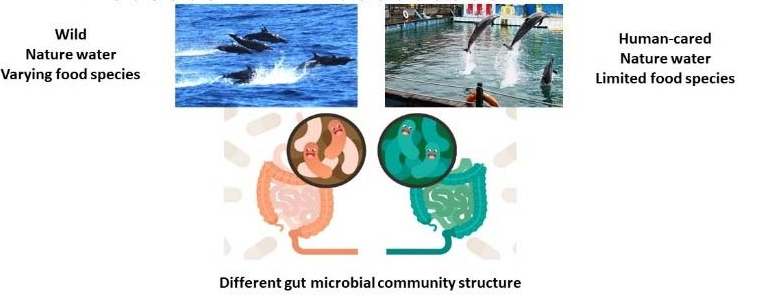 Wild and captive spotted dolphins have distinct gastrointestinal microbiota