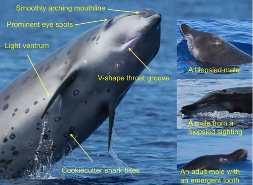 Identification of the enigmatic Deraniyagala’s beaked whale