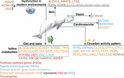 Sirenian genomes illuminate the evolution of fully aquatic species within the mammalian superorder Afrotheria