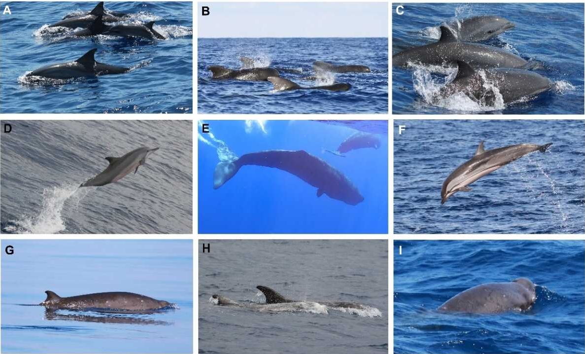 Species diversity and critical habitats of offshore and deep-diving cetaceans in the South China Sea