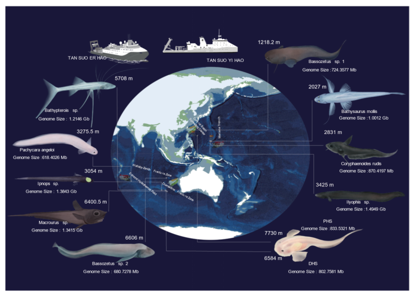 Decoding Deep-Sea Fish Genomes: Revealing How Vertebrates Conquered High-Pressure Abyssal Environments