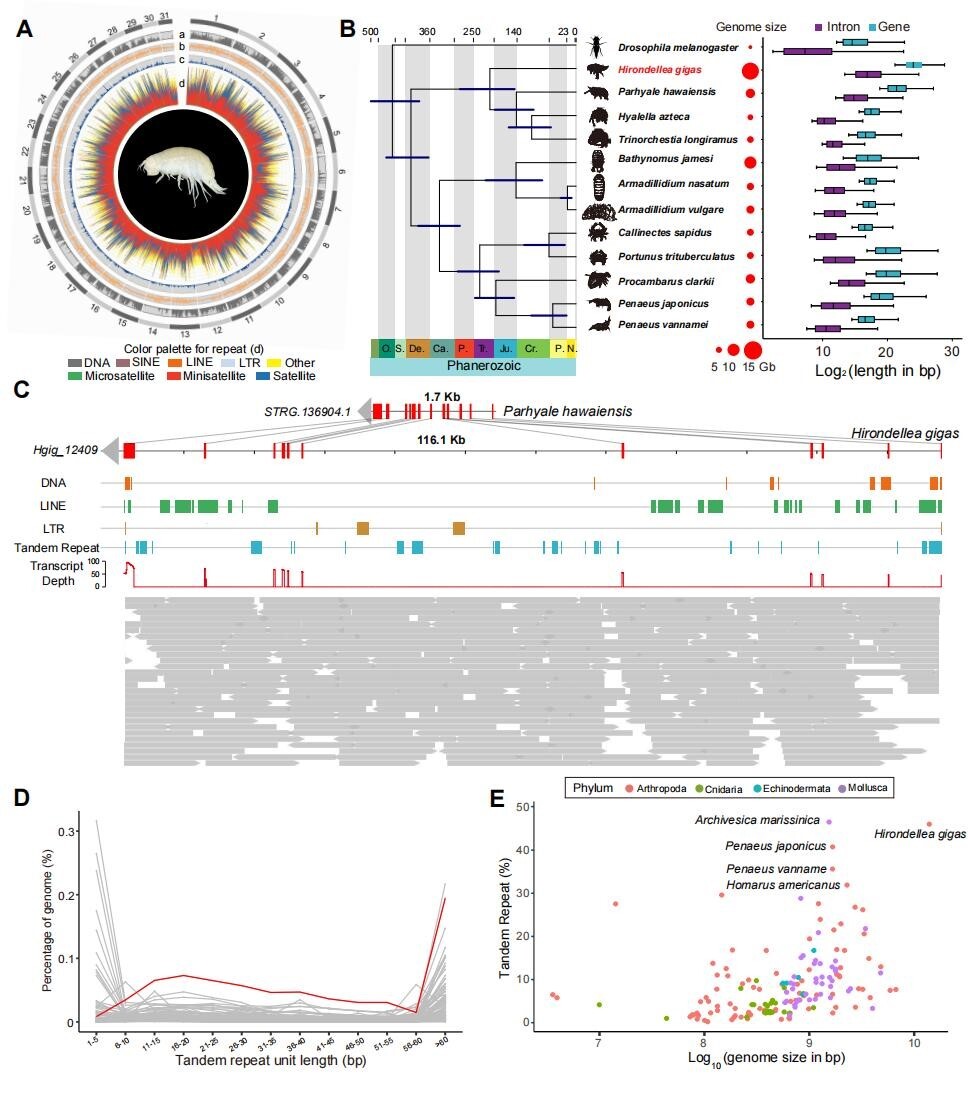 Life at depth over 10,000 meters: breakthrough genomic study reveals population dynamics and adaptation to the extreme hadal environments