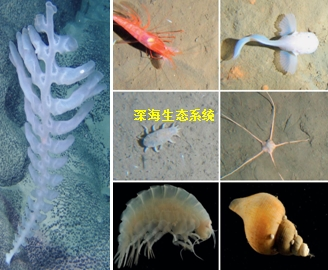 Department of Deep-Sea Biology