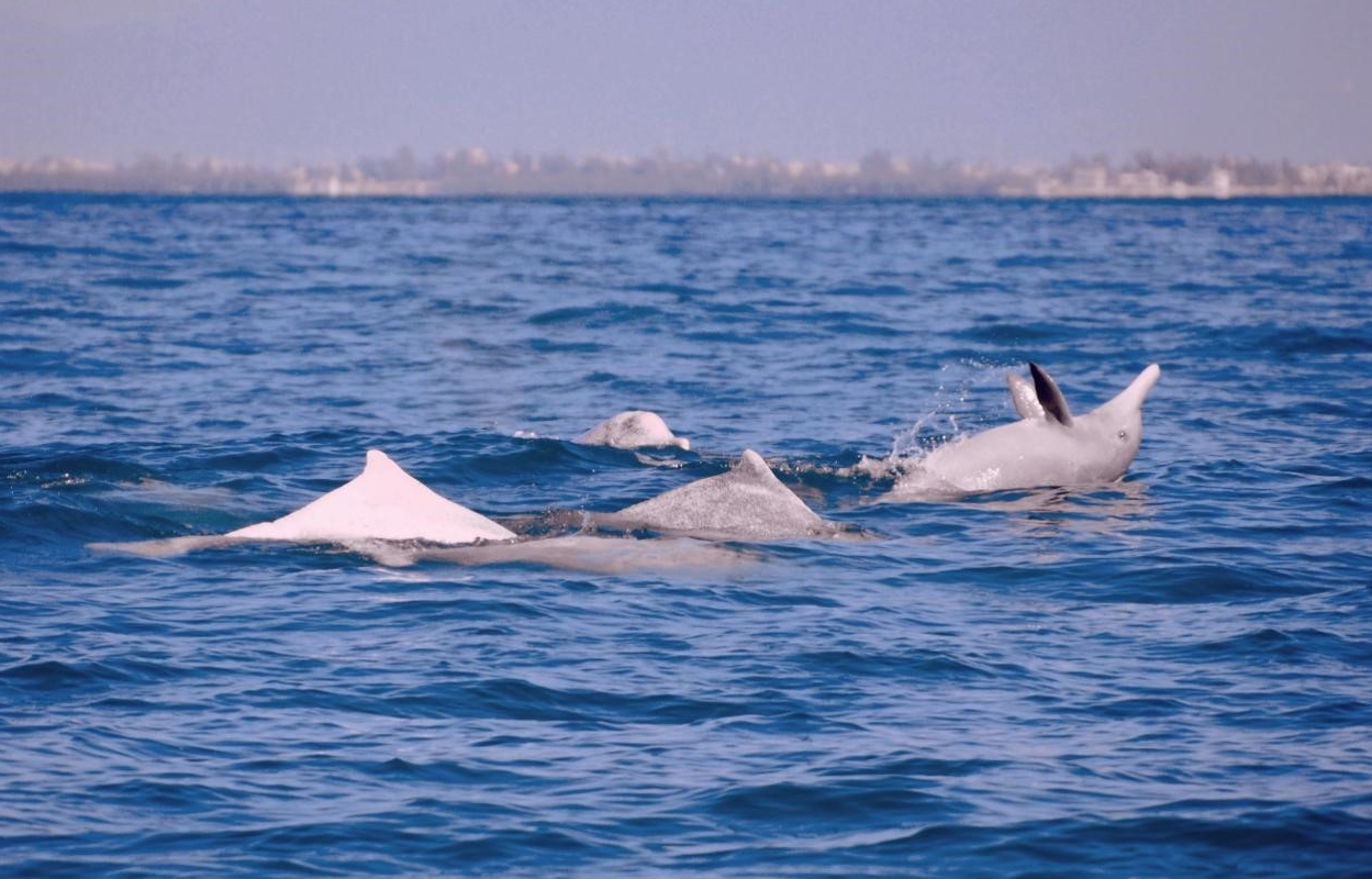 DEPARTMENT OF MARINE MAMMAL AND MARINE BIOACOUSTICS